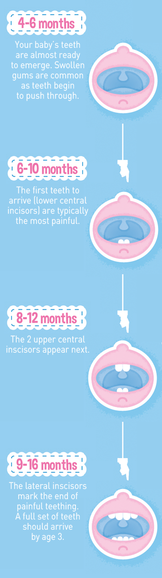Baby Teeth : Order of appearance